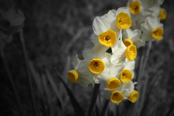 Énfasis en narcisos brillantes en fotografía Monocromática