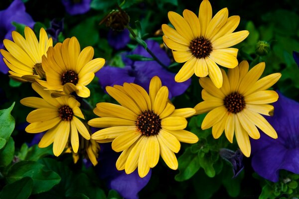 Blumenstrauß aus gelben und violetten Blüten auf dunklem Hintergrund