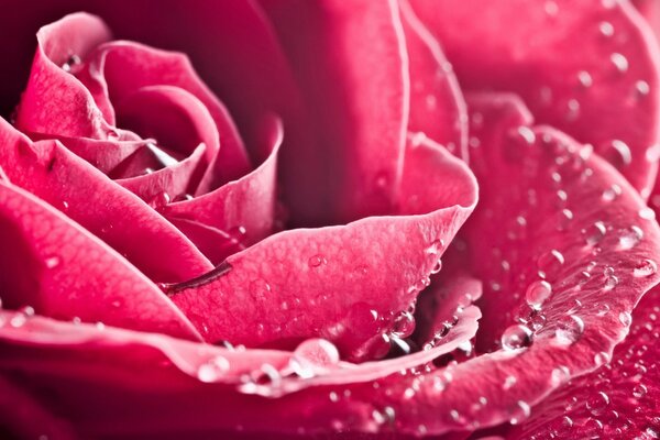 Petali di rosa nella rugiada del mattino