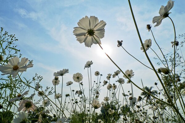 Natur: Ein Feld aus Gras und Blumen