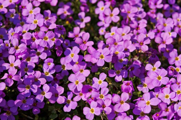 Flores Lilas iluminadas por el sol