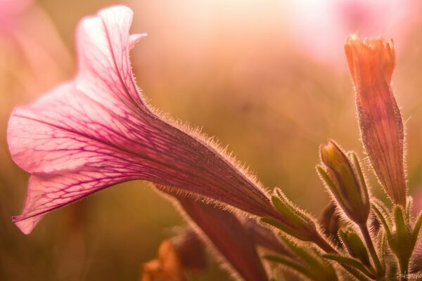 Flower close-up at sunset