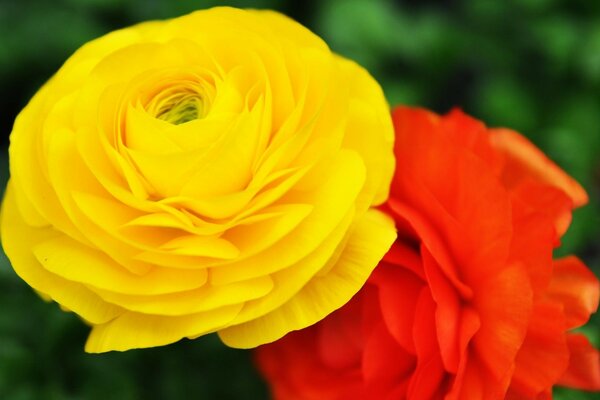 Yellow and red flowers on a blurry background