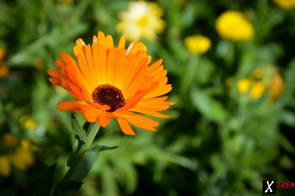 Nahaufnahme einer orangefarbenen Blume. Die Natur