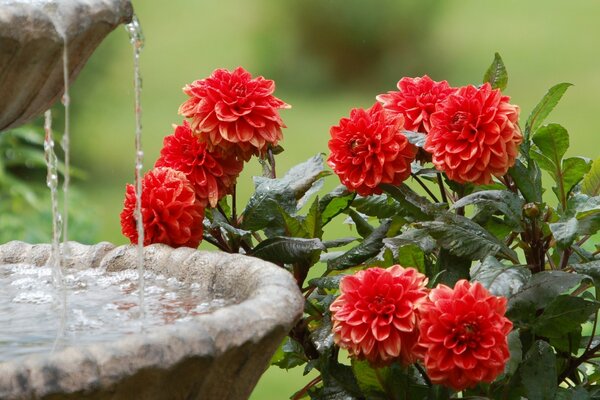 Bright flowers in the garden by the fountain