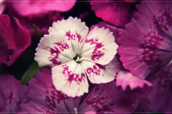 Flor blanca entre Burdeos