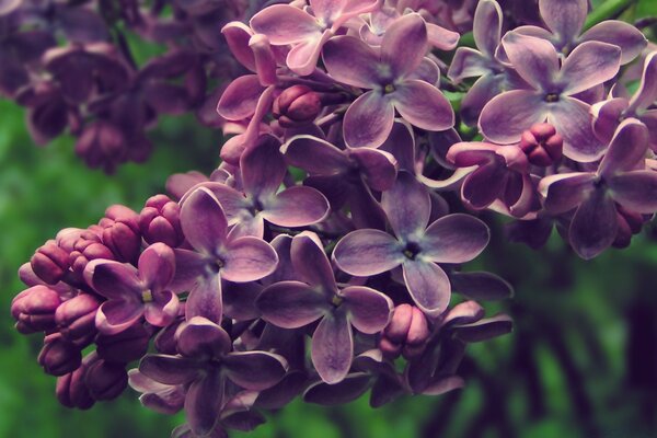 Flowers in the garden, nature