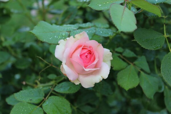 Linda rosa florescendo com belos tons