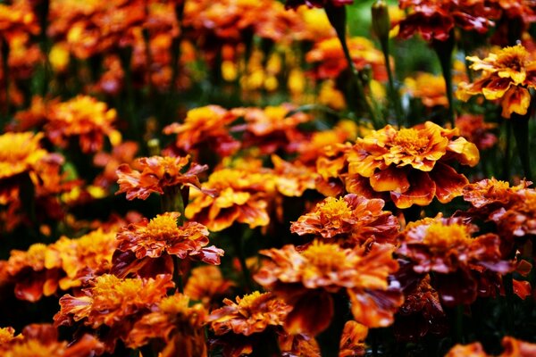 Jardim de flores com flores laranja