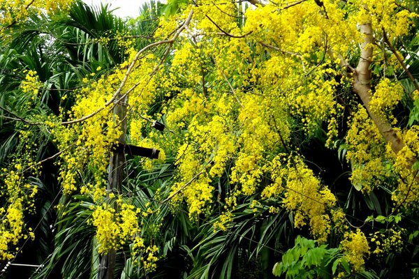 Ein weitläufiger gelber Baum, der einer Mimose ähnelt