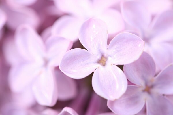 Primo piano di delicati fiori viola lilla