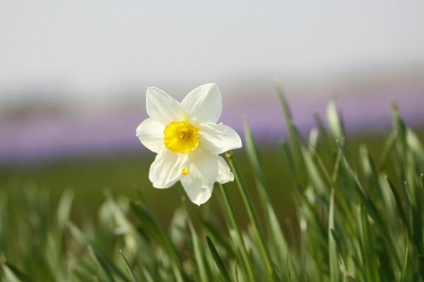 Marguerite solitaire au milieu d un beau champ