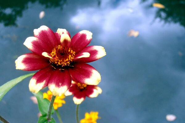 Helle Blume von ungewöhnlicher Farbe in der Nähe des Teiches