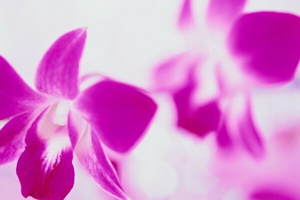 Orquídeas rosas tropicales sobre un fondo borroso