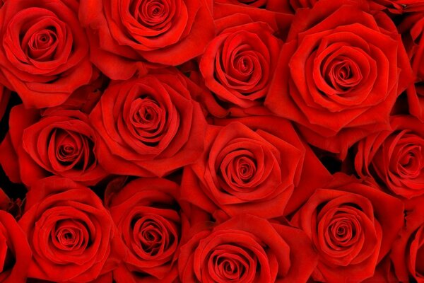 Flores românticas rosas pétalas de amor vermelho