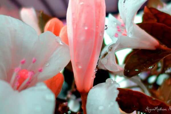 Beautiful lilies in dewdrops