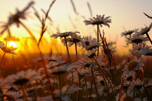 Field of daisies in the sunset