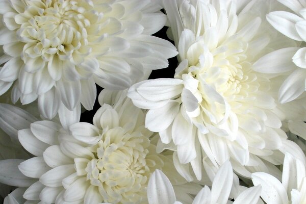 A branch of elegant white chrysanthemums