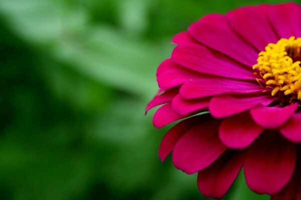 Crimson cinnia with a yellow center on a blurry green background