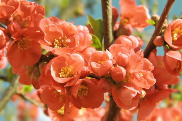 Nahaufnahme der rosa und orange Blüten eines Obstbaums im Frühjahr