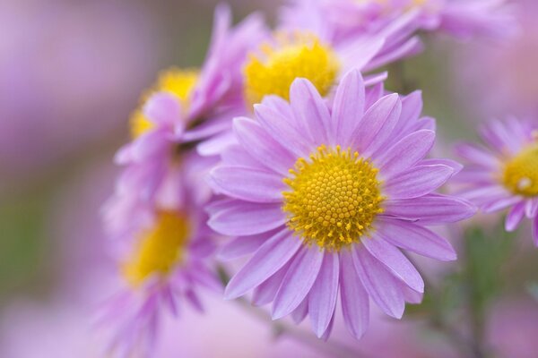 Delicate lilac flowers with yellow stamens