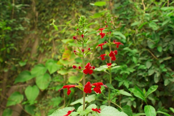 Fiori rossi tra la foresta selvaggia