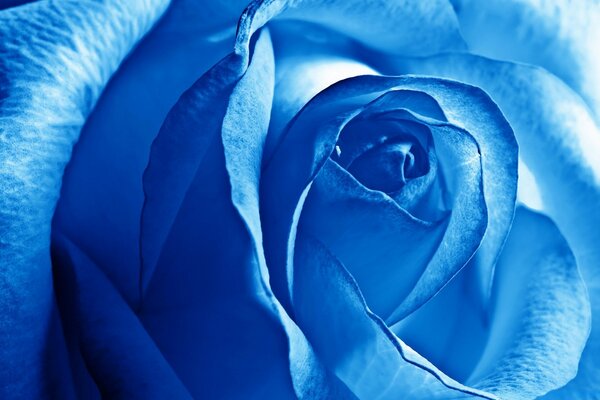 Blue rose without fragrance