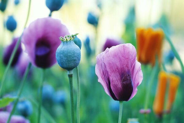 Papaveri rosa e teste di papavero su sfondo sfocato