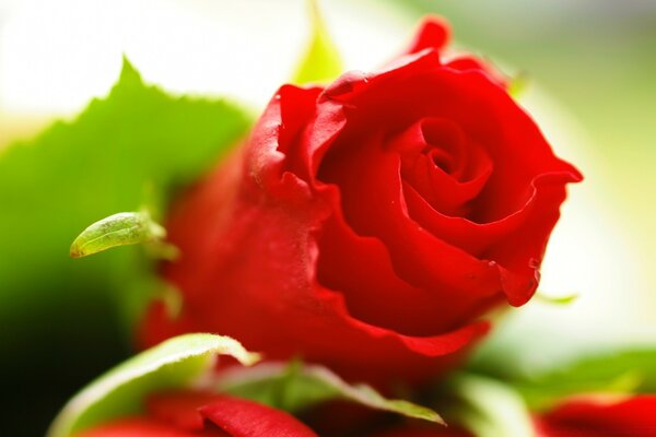 Macro photography of a red rose on a stem