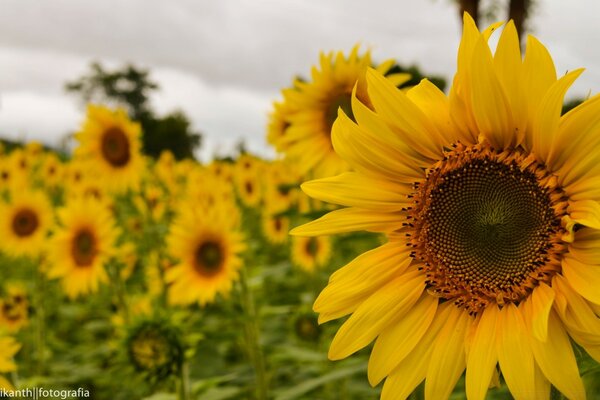 Jaune doux tournesol