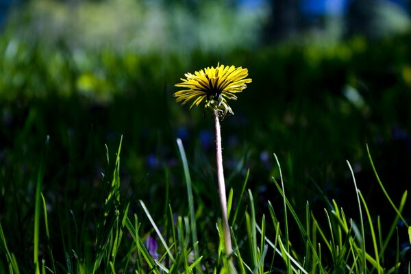 One yellow dandelion in the green grass