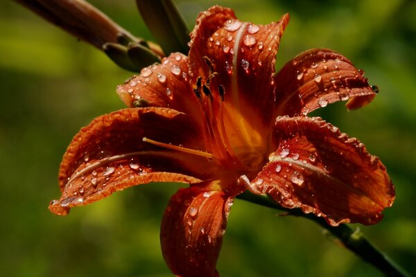 Photo of a red flower with morning dew