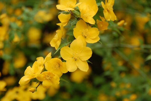 Arbusto florido com pétalas amarelas brilhantes