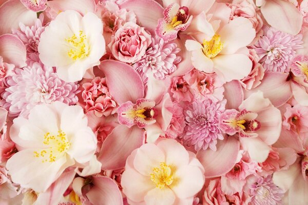 Delicate pink bouquet of flowers