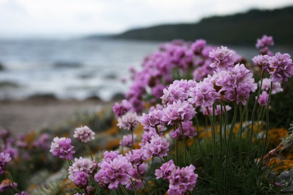 Buissons de fleurs lilas le long de l océan