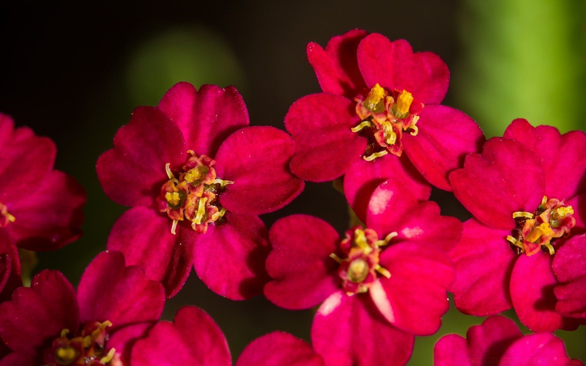 kwiaty kwiat flora natura ogród kwiatowy lato płatek kolor liść bluming środowisko zewnętrzne