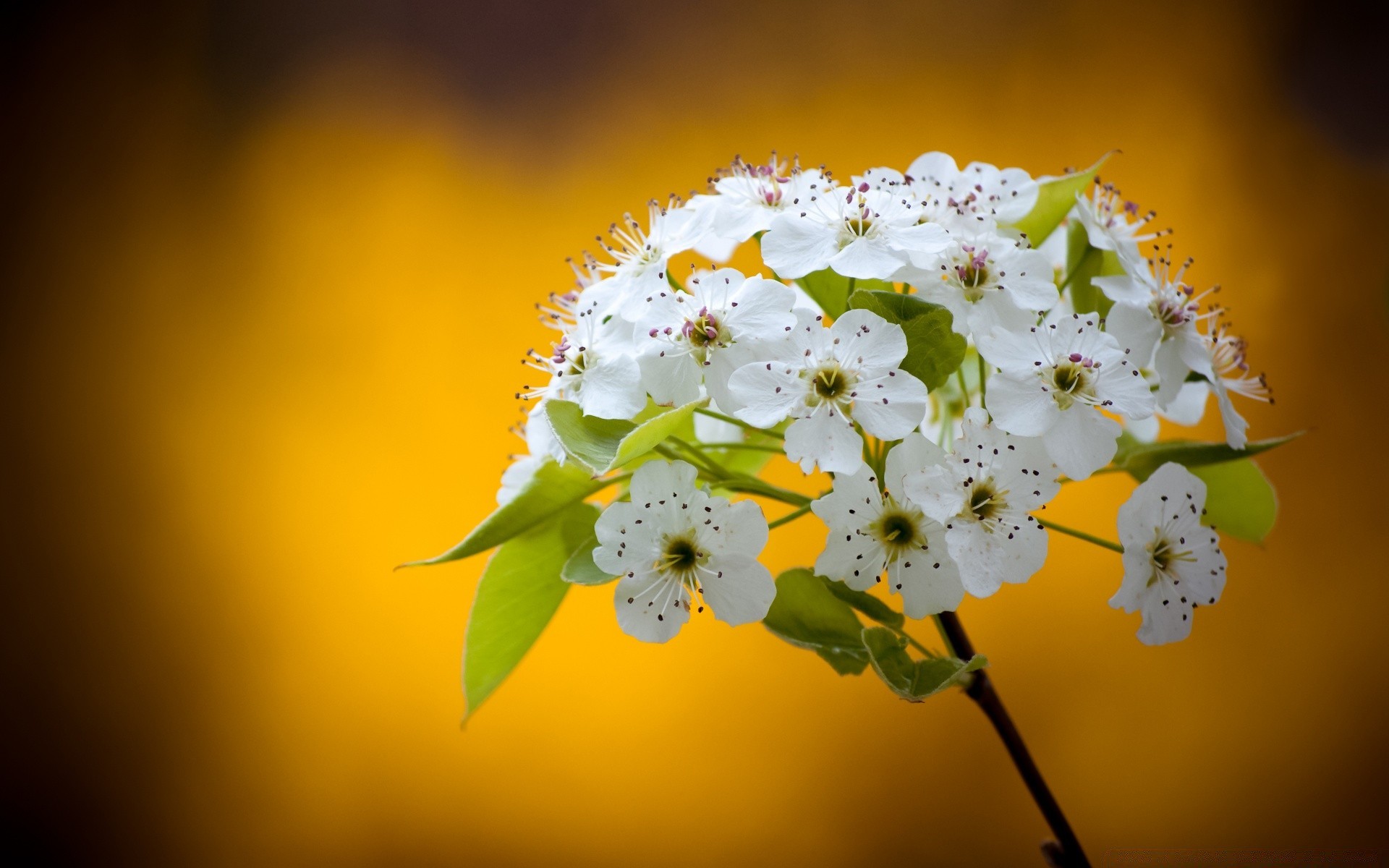 flowers flower nature flora leaf color petal floral tree garden blooming bright branch blur close-up beautiful summer season