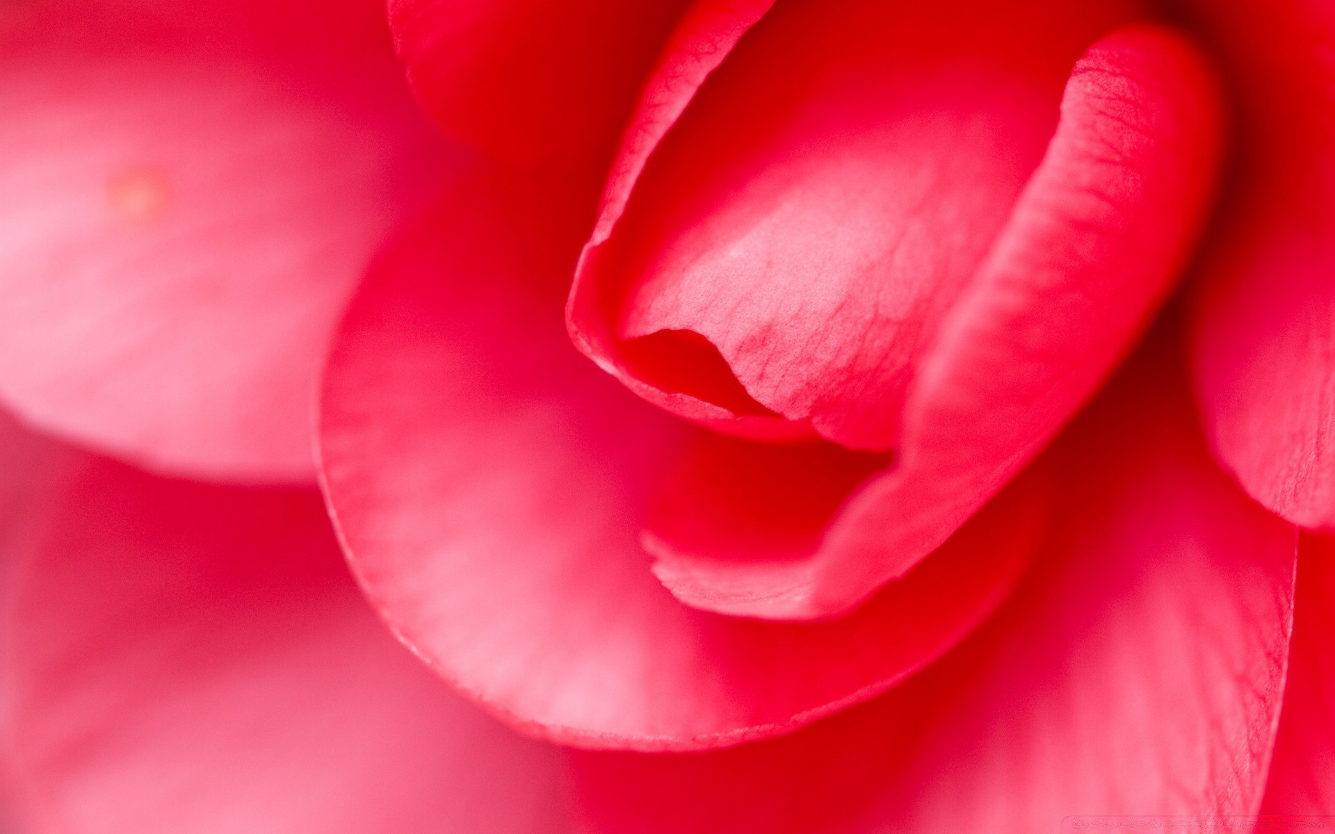 çiçekler çiçek aşk doğa flora romantizm gül güzel renk çiy taçyaprağı çiçek yaz bahçe parlak çiçek açan yaprak romantik narin