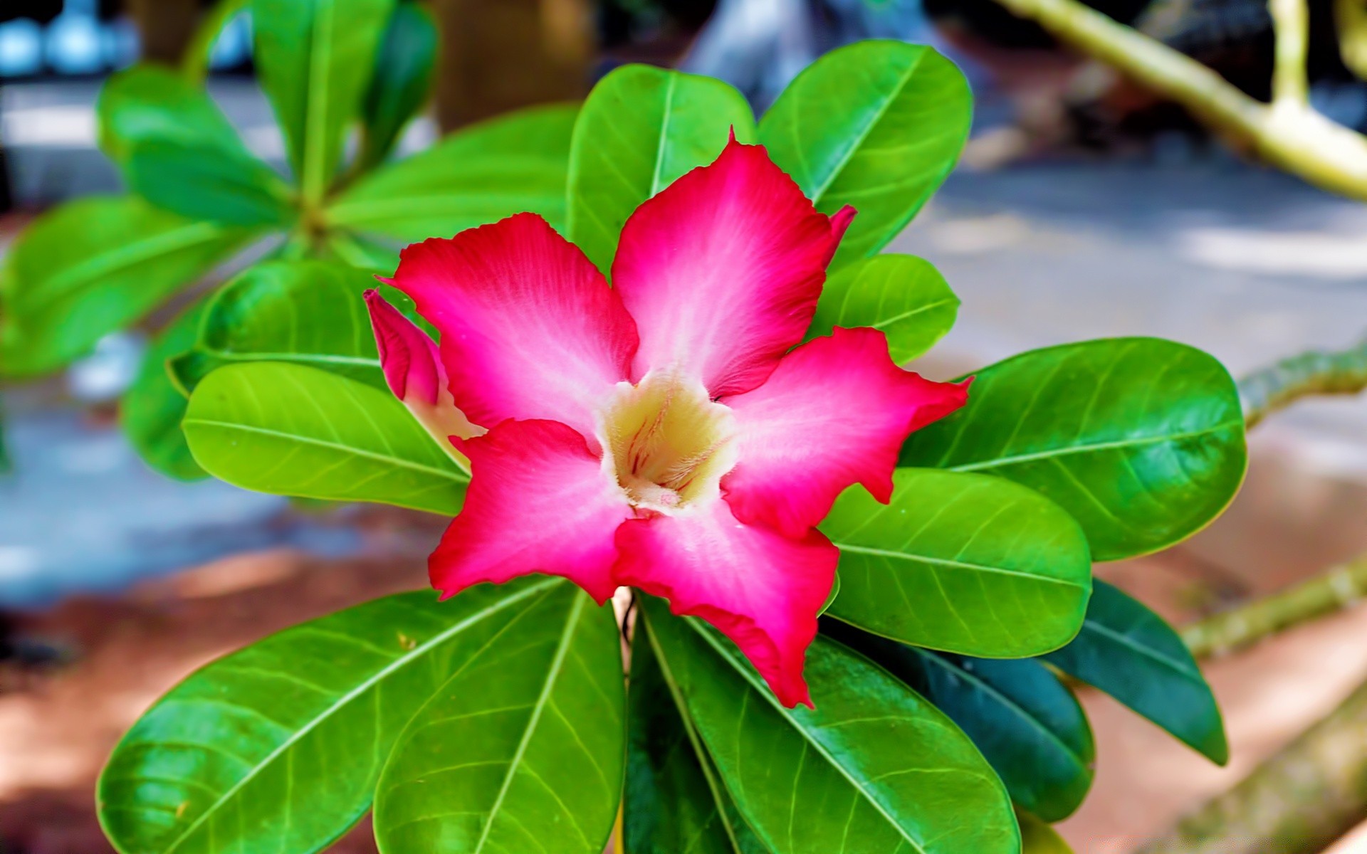 fleurs nature feuille flore tropical jardin exotique fleur bluming arbre été gros plan couleur lumineux