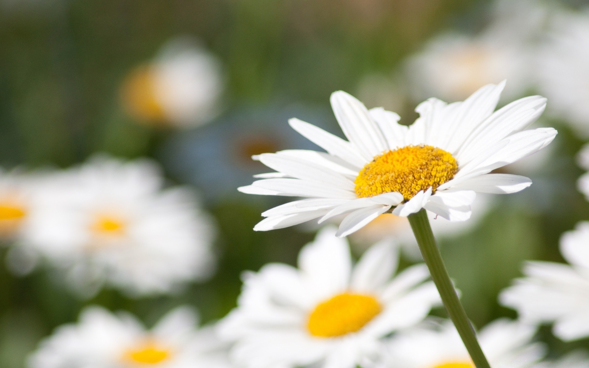 çiçekler doğa çiçek yaz flora papatyalar bahçe yaprak parlak büyüme taçyaprağı güzel hava açık havada sezon alan çiçek çiçek açan saman biçme makinesi yakın çekim çimen