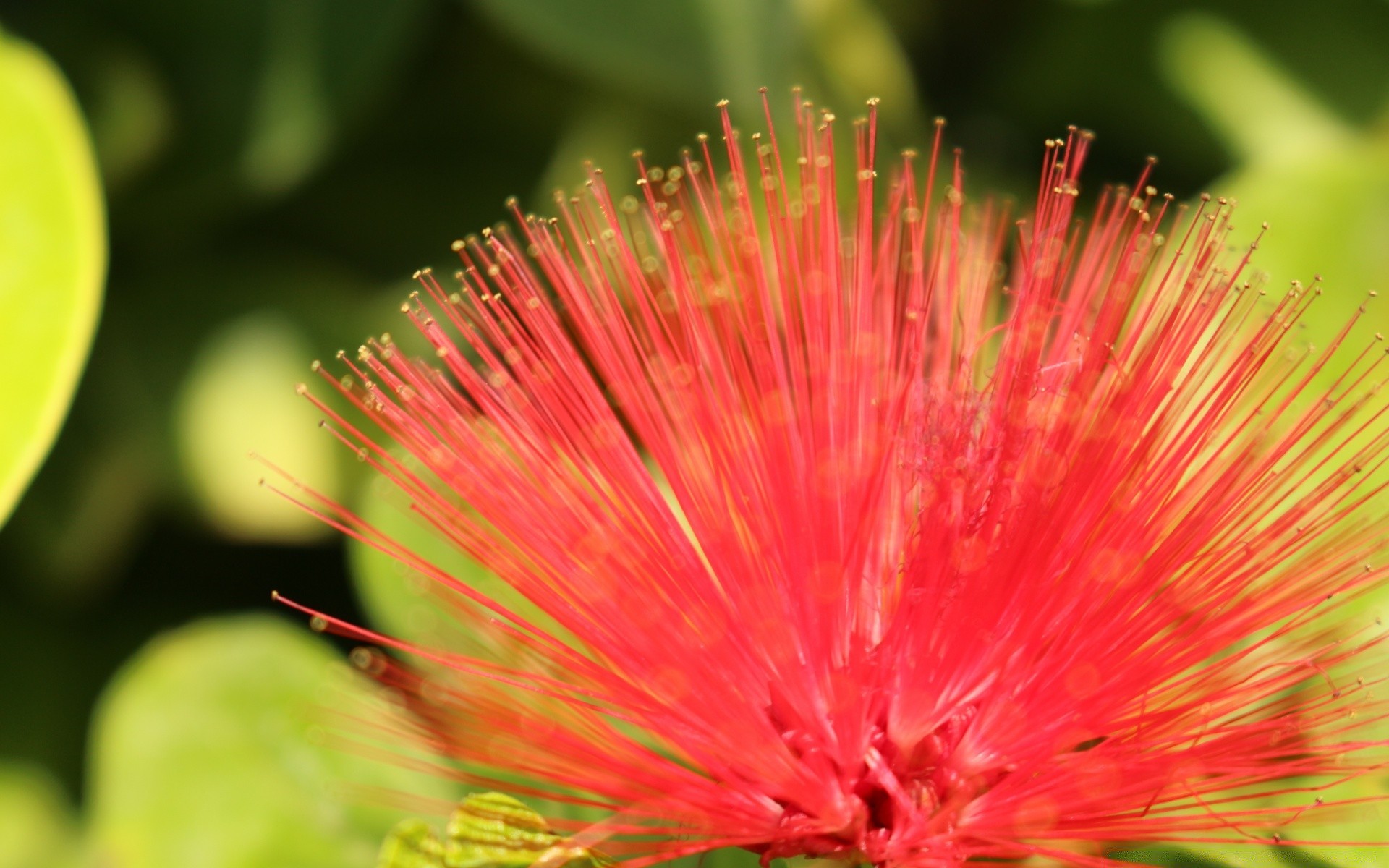 kwiaty jasny natura liść lato zbliżenie kolor tropikalny flora