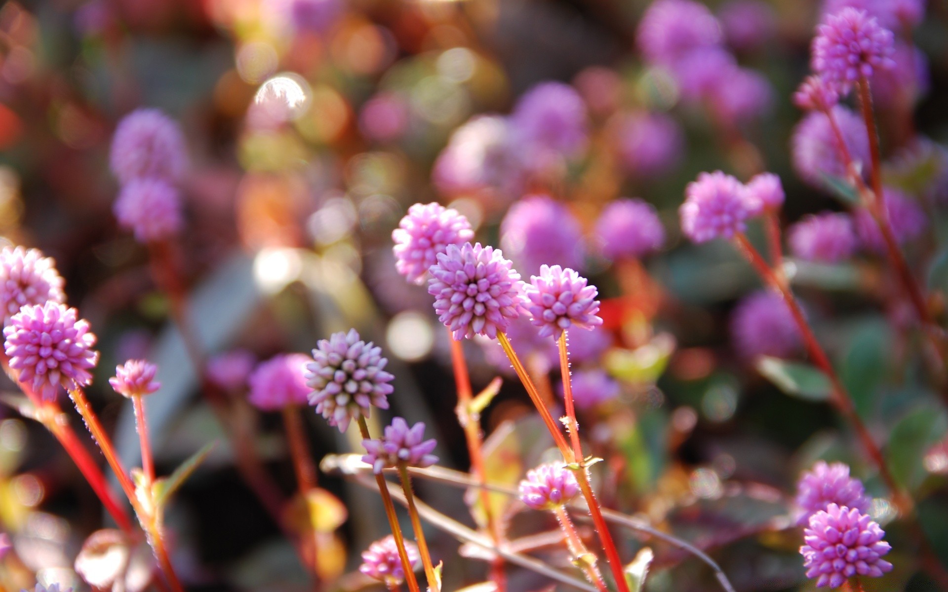 flowers flower nature flora blooming color garden leaf petal floral perennial field park bright summer