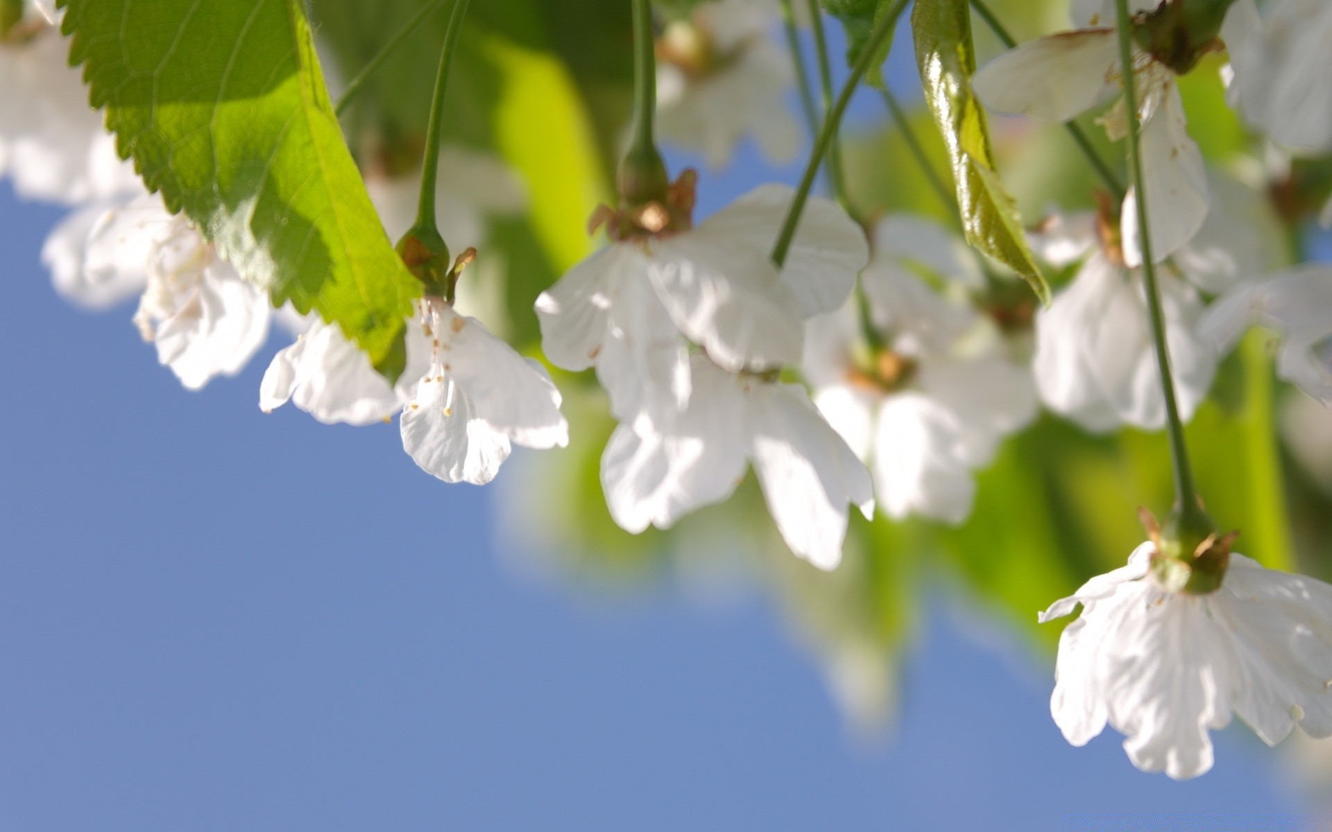 flowers nature flora flower leaf branch tree garden season growth close-up summer blooming petal fair weather outdoors environment wild floral cherry