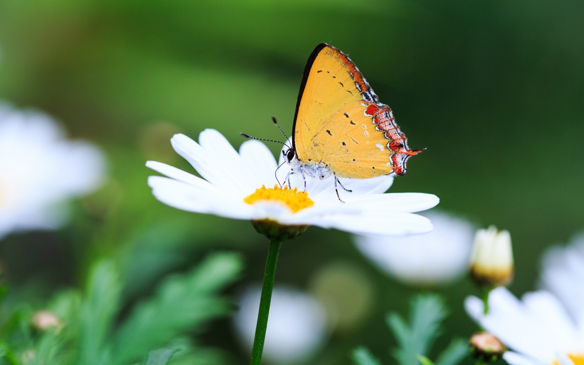 flores borboleta inseto natureza exterior verão flor bom tempo folha jardim