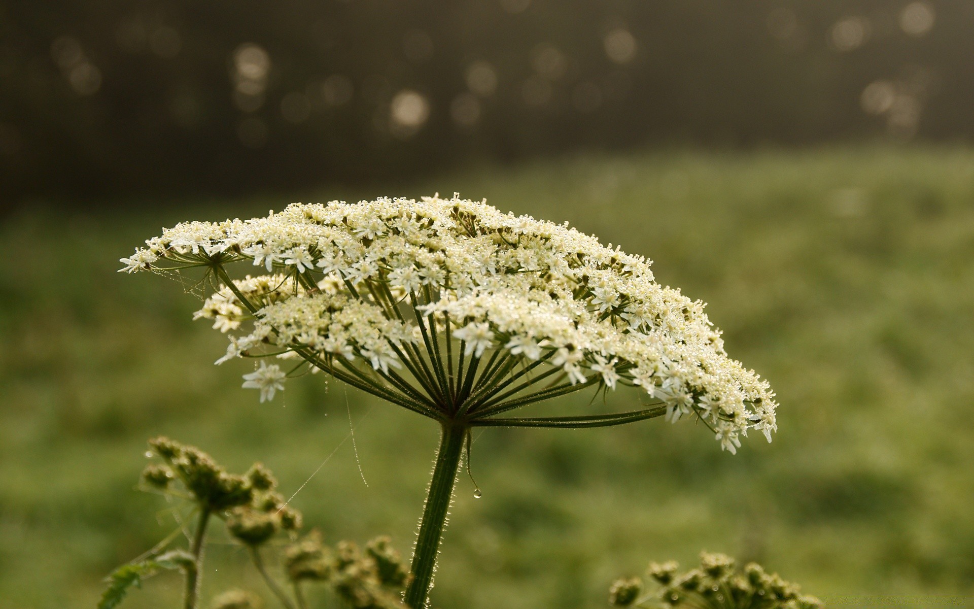 çiçekler doğa çiçek flora çimen açık havada yaz alan yaprak çiçeklenme saman vahşi bahçe sezon