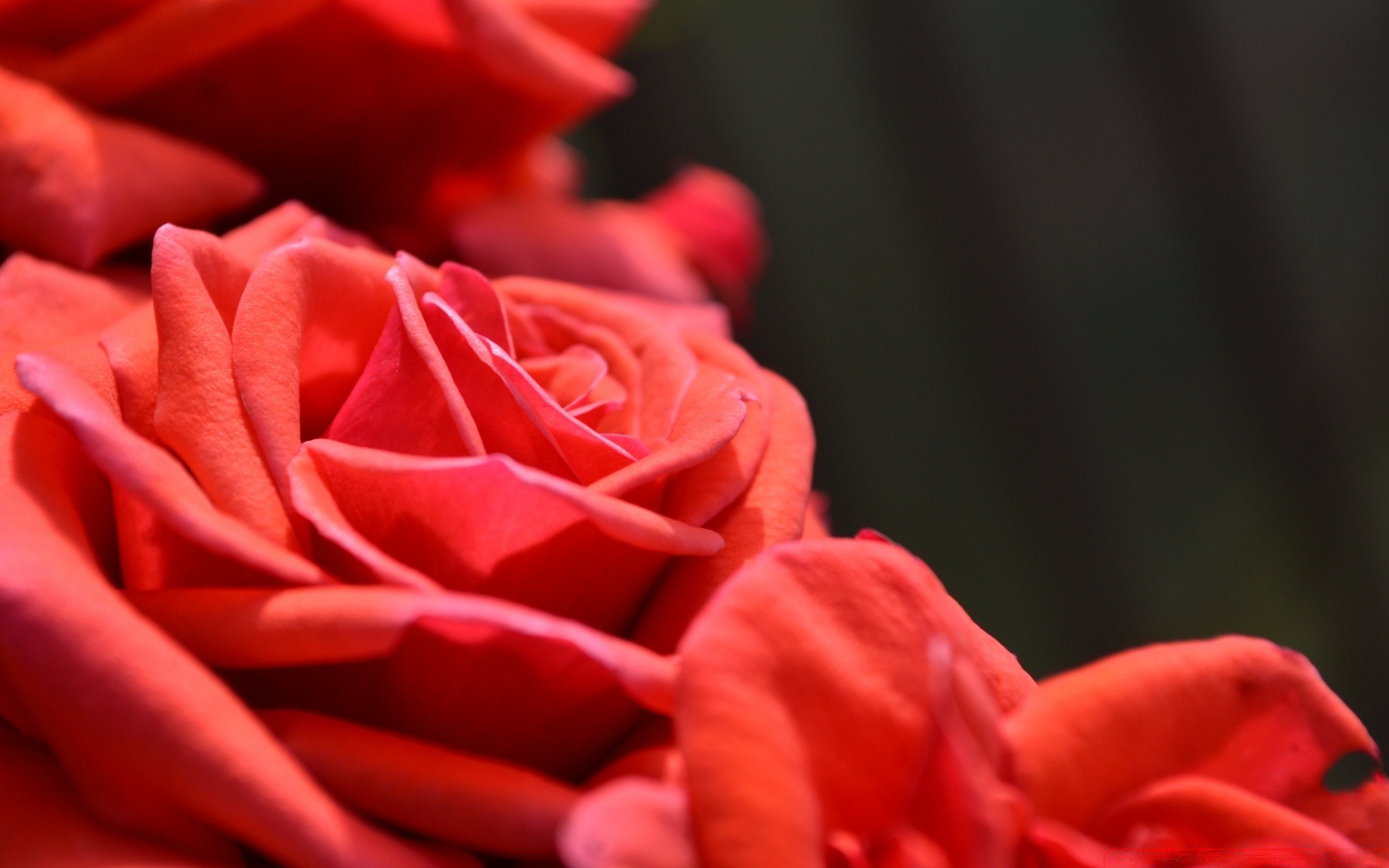 flores rosa flor amor romance pétalo boda romántico regalo floral bluming aniversario delicado flora naturaleza color