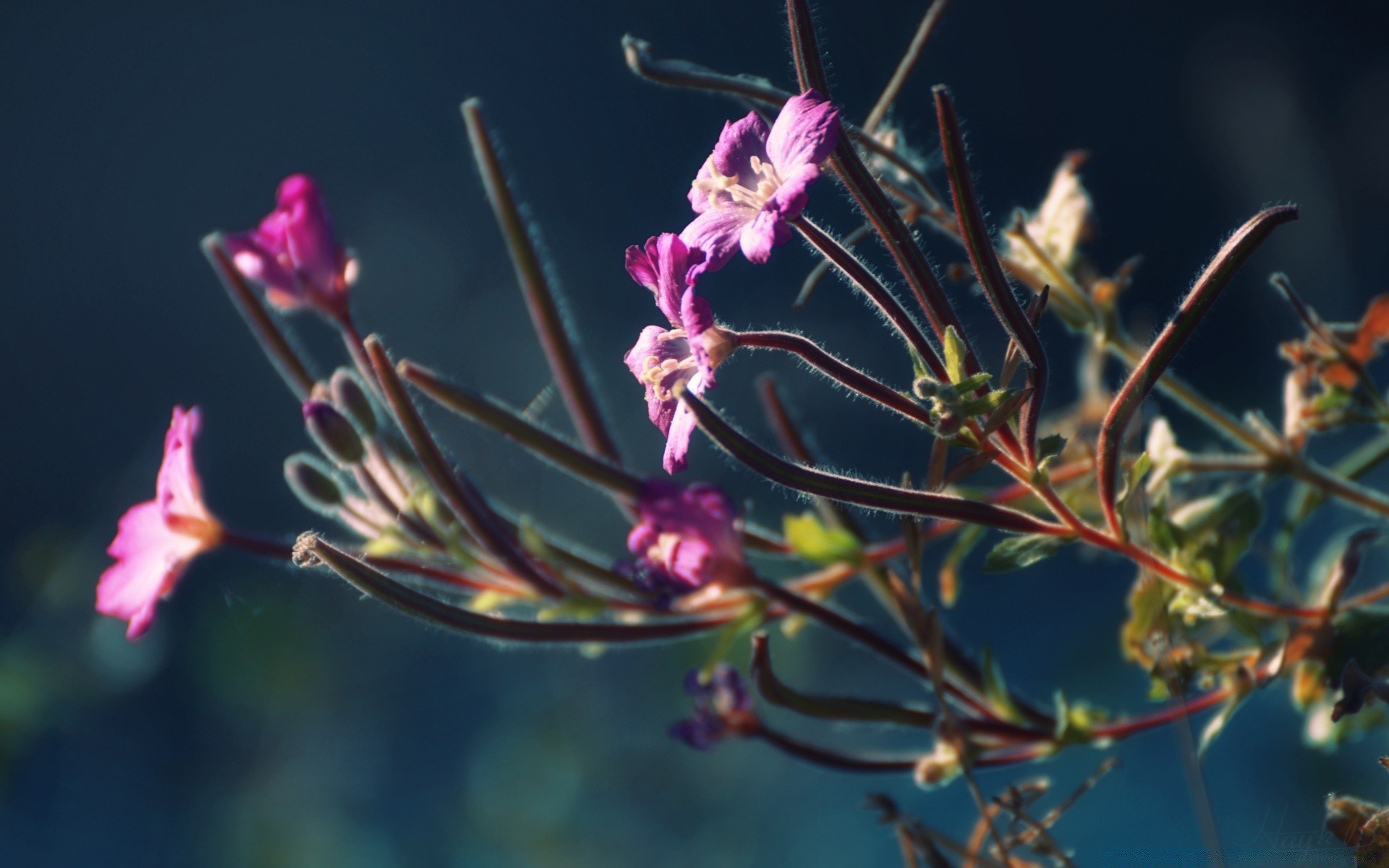 flowers flower nature flora outdoors leaf garden color summer close-up