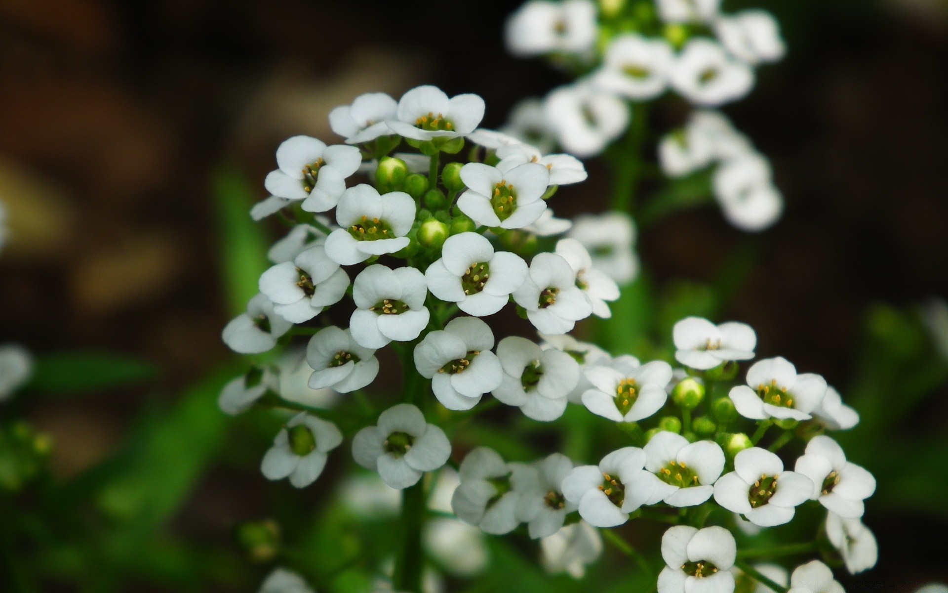 fiori fiore foglia natura flora all aperto