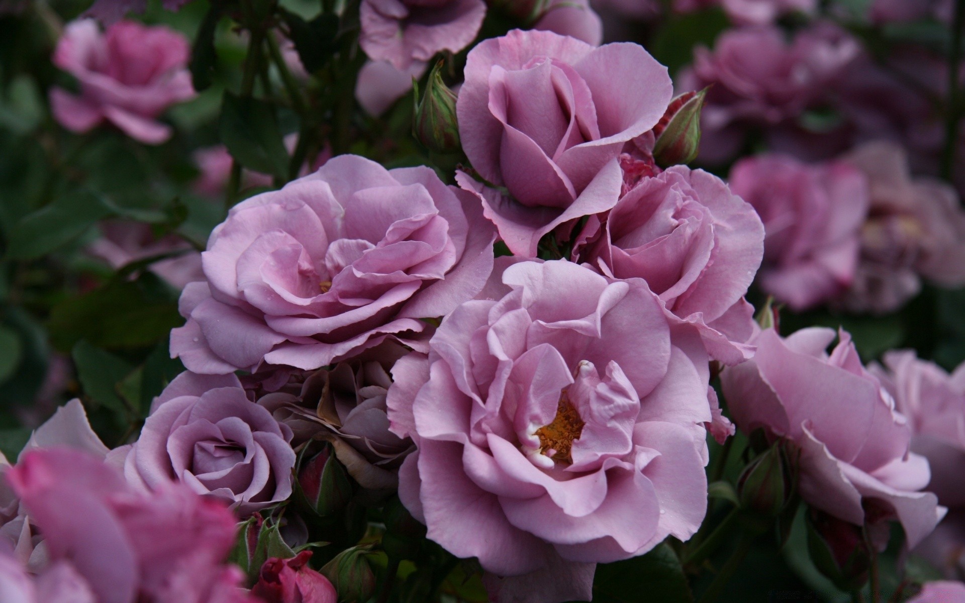 fiori fiore rosa flora petalo foglia floreale fiore giardino natura bouquet amore romanticismo matrimonio colore compagno botanico decorazione estate romantico