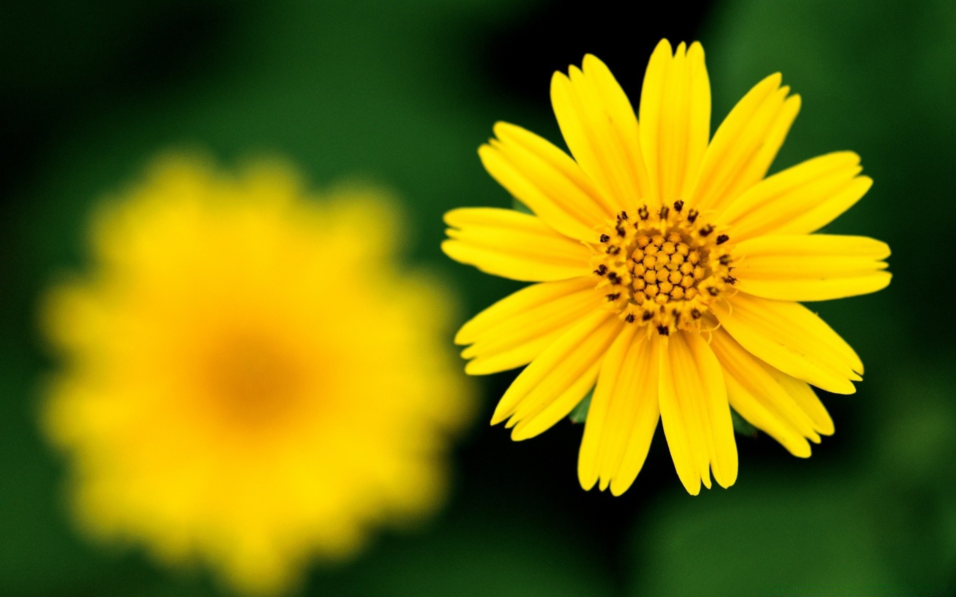 flowers nature flower summer flora bright leaf petal pollen color floral garden sun growth fair weather